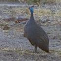 Helmeted Guineafowl.jpg